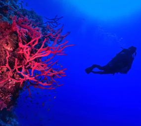 camel diving scuba instructor dahab PADI red sea egypt