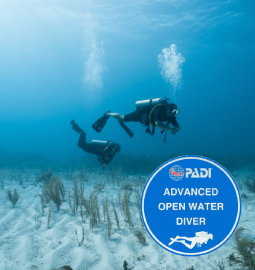 camel diving scuba instructor dahab PADI red sea egypt