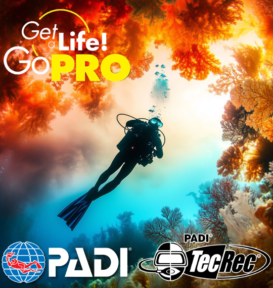 camel diving scuba instructor dahab PADI red sea egypt