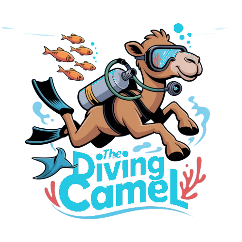 camel scuba diving dahab PADI